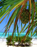 Zanzibar Tanzania 88